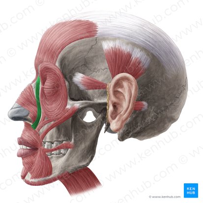 Músculo elevador del labio superior y del ala de la nariz (Musculus levator labii superioris alaeque nasi); Imagen: Yousun Koh