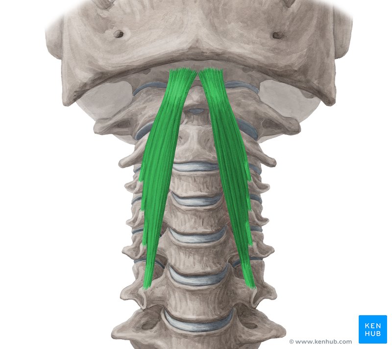 Músculo longo da cabeça (verde) - vista anterior