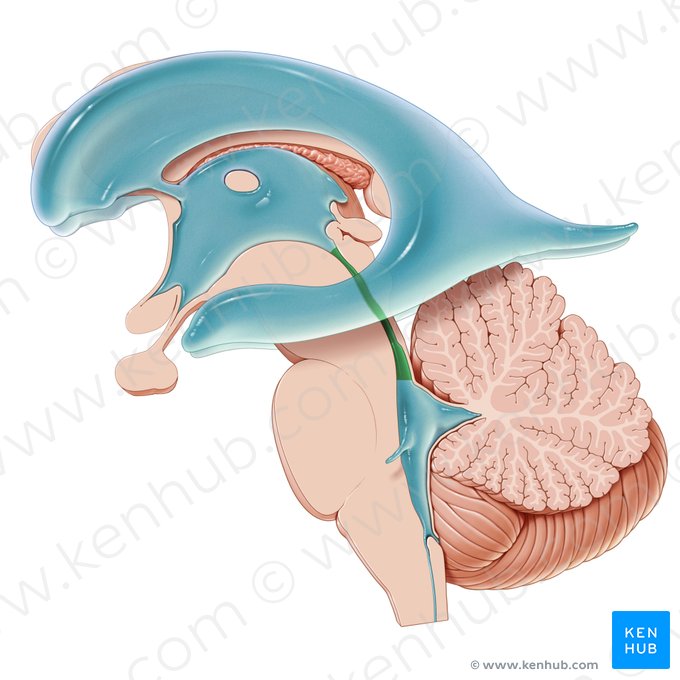 Aqueduto cerebral (Aqueductus cerebri); Imagem: Paul Kim