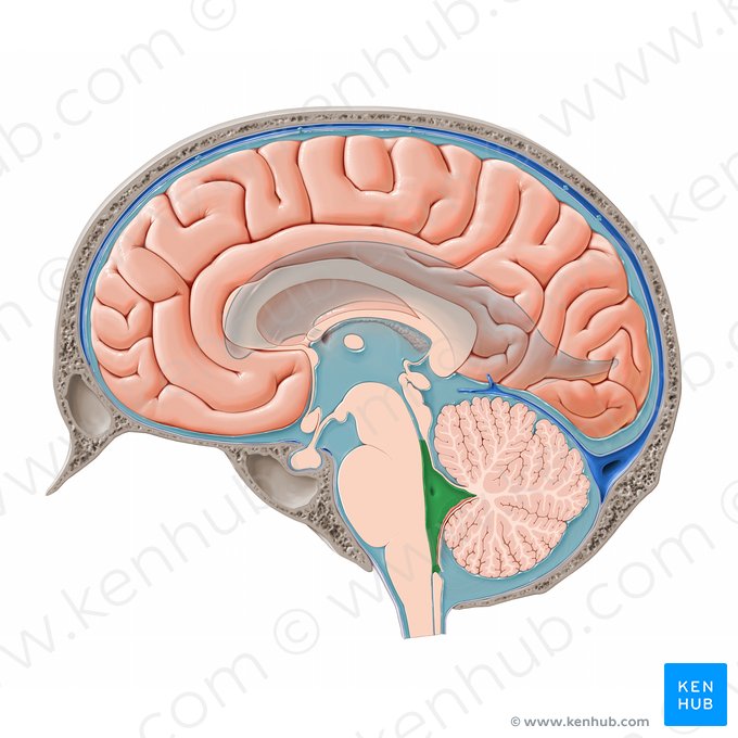 Fourth ventricle (Ventriculus quartus); Image: Paul Kim