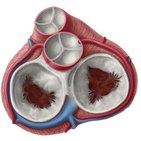 Esqueleto fibroso del corazón