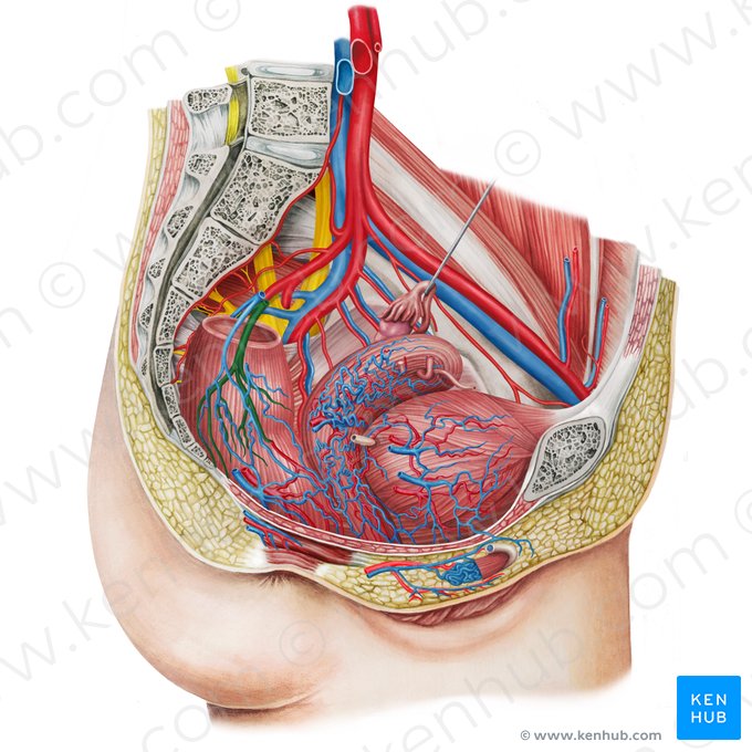 Superior anorectal artery (Arteria anorectalis superior); Image: Irina Münstermann