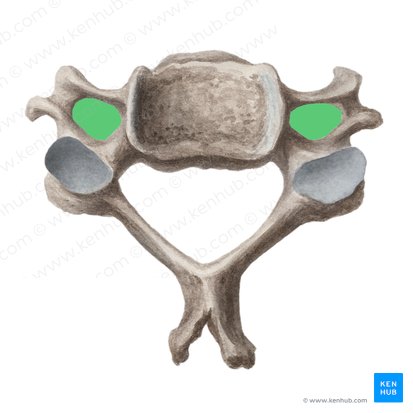 Foramen transverso (Foramen transversarium vertebrae); Imagen: Liene Znotina