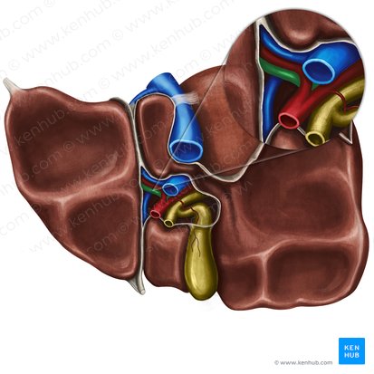 Ductus hepaticus sinister (Linker Lebergang); Bild: Irina Münstermann