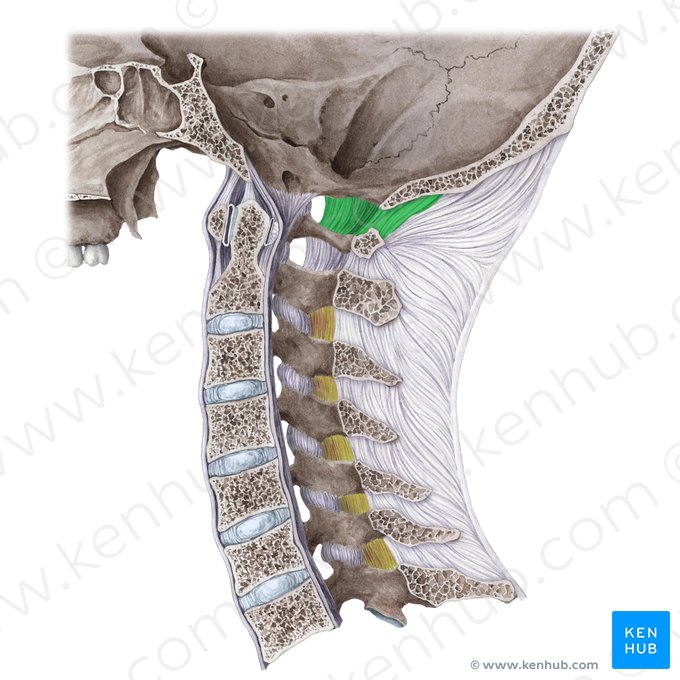 Membrana atlantooccipital posterior (Membrana atlantooccipitalis posterior); Imagen: Liene Znotina