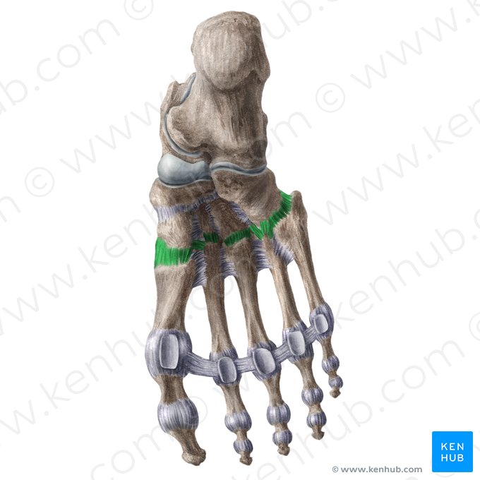 Plantar tarsometatarsal ligaments (Ligamenta tarsometatarsea plantaria); Image: Liene Znotina