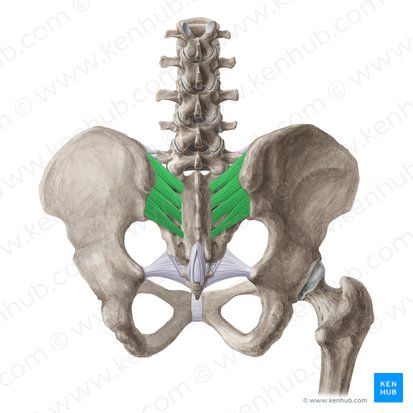 Ligamentum sacroiliacum interosseum (Kreuzbein-Darmbein-Zwischenknochenband); Bild: Liene Znotina