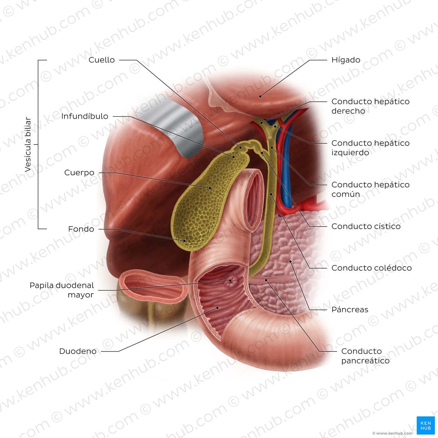 Anatomía del sistema biliar y ubicación de la vesícula biliar: Vista anterior