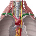 Arteria subclavia