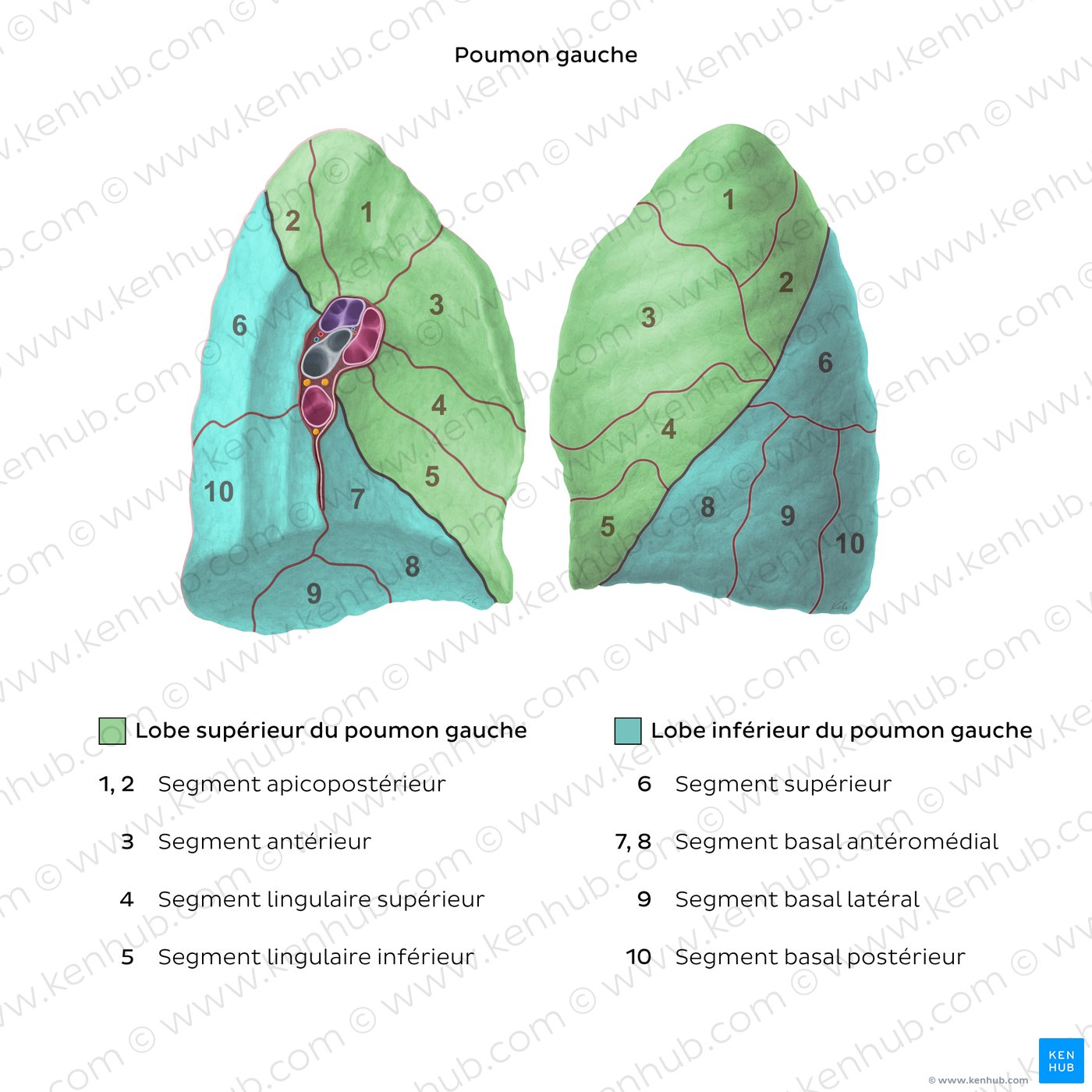 Bronchopulmonary segments (Left lung)