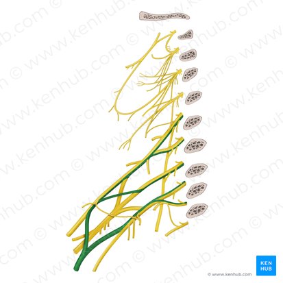 Nervo mediano (Nervus medianus); Imagem: Begoña Rodriguez
