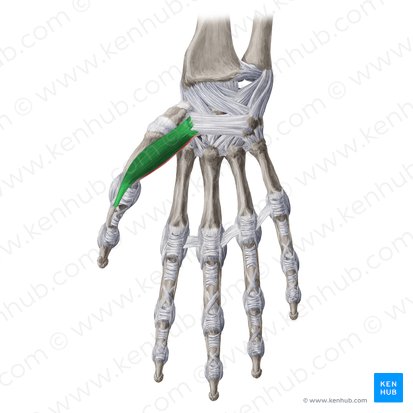 Superficial head of flexor pollicis brevis muscle (Caput superficiale musculi flexoris pollicis brevis); Image: Yousun Koh