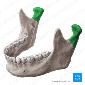 Processo condilar da mandíbula (Processus condylaris mandibulae); Imagem: Yousun Koh