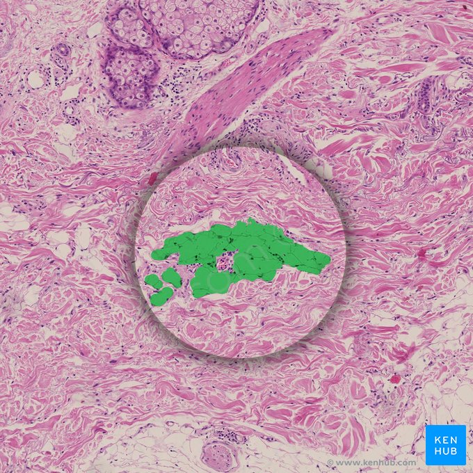 Adipocyte (Adipocytus); Image: 