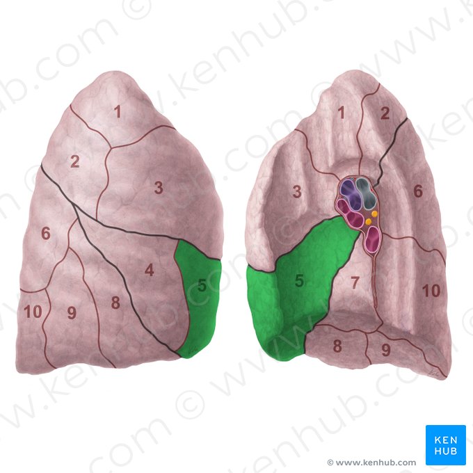 Segmentum mediale pulmonis dextri (Inneres Segment der rechten Lunge); Bild: Paul Kim