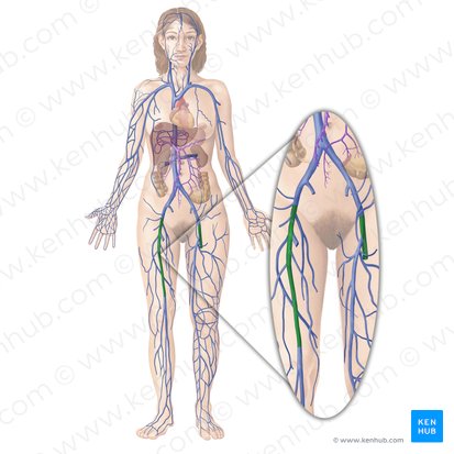 Vena femoral (Vena femoralis); Imagen: Begoña Rodriguez