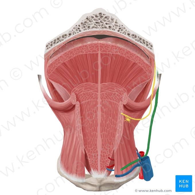 Nerf hypoglosse (Nervus hypoglossus); Image : Begoña Rodriguez