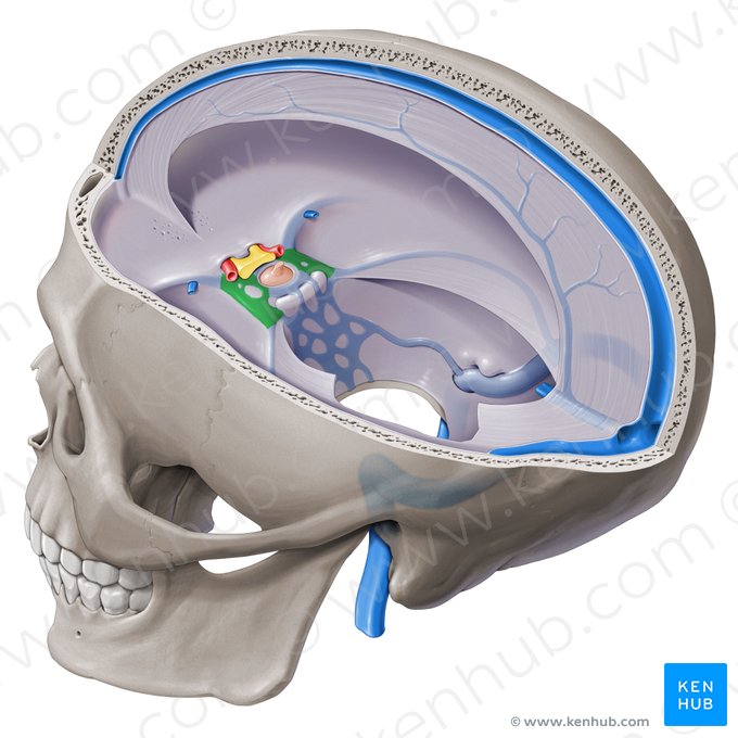 Cavernous sinus (Sinus cavernosus); Image: Paul Kim