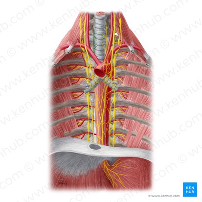 Right recurrent laryngeal nerve (Nervus laryngeus recurrens dexter); Image: Yousun Koh