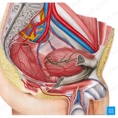 Right superior vesical artery (Arteria vesicalis superior dextra); Image: Irina Münstermann