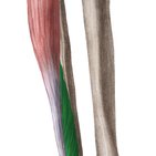 Musculus fibularis brevis