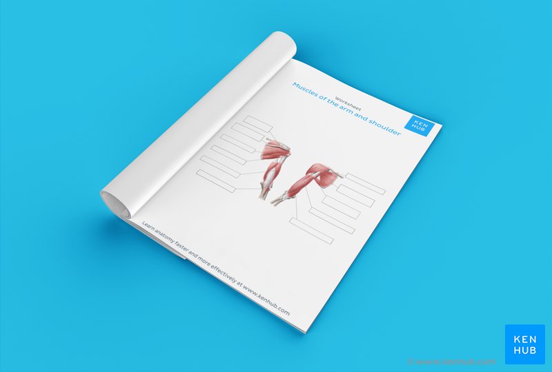 Download this fill in the blank diagram of the muscles of the arm and shoulder below