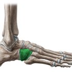 Cuboid bone