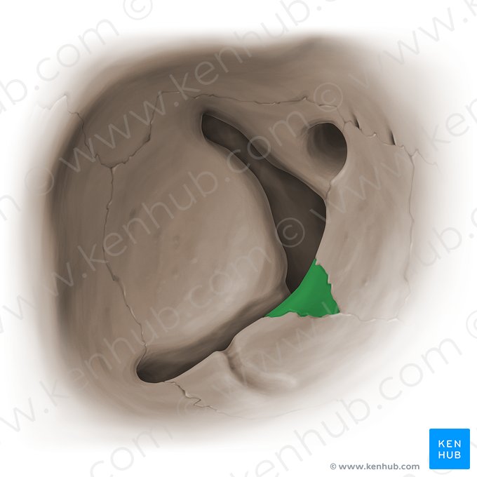 Processus orbitalis ossis palatini (Augenhöhlenfortsatz des Gaumenbeins); Bild: Paul Kim