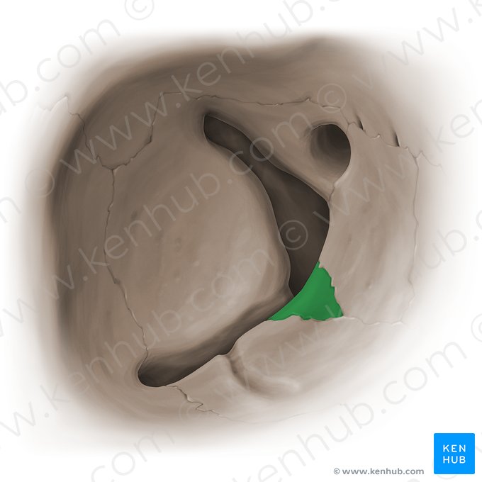 Orbital process of palatine bone (Processus orbitalis ossis palatini); Image: Paul Kim