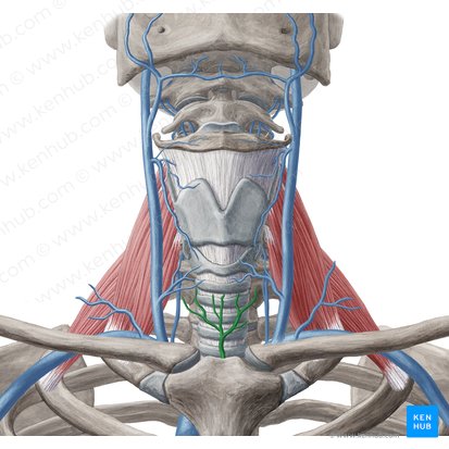Vena thyroidea inferior (Untere Schilddrüsenvene); Bild: Yousun Koh