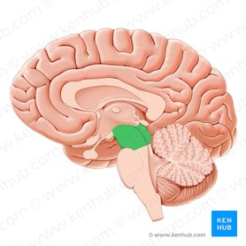 Brainstem: Definition, anatomy, parts, function | Kenhub