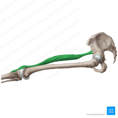Músculo reto femoral (Musculus rectus femoris); Imagem: Liene Znotina