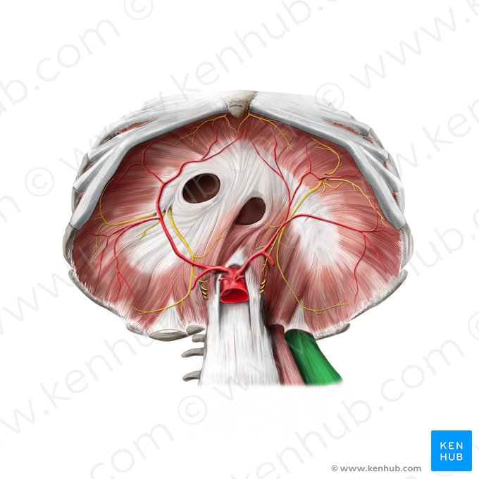 Músculo quadrado lombar (Musculus quadratus lumborum); Imagem: Stephan Winkler