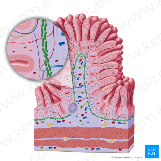 Lâmina muscular da mucosa (Lamina muscularis mucosae); Imagem: Paul Kim