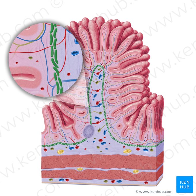 Lámina muscular de la mucosa (Lamina muscularis mucosae); Imagen: Paul Kim