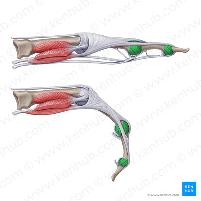 Ligamentos colaterais das articulações interfalângicas da mão (Ligamenta interphalangea collateralia manus); Imagem: Paul Kim