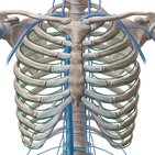 Intercostal veins