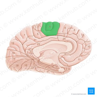 Brodmann area 4 (Area Brodmann 4); Image: Paul Kim