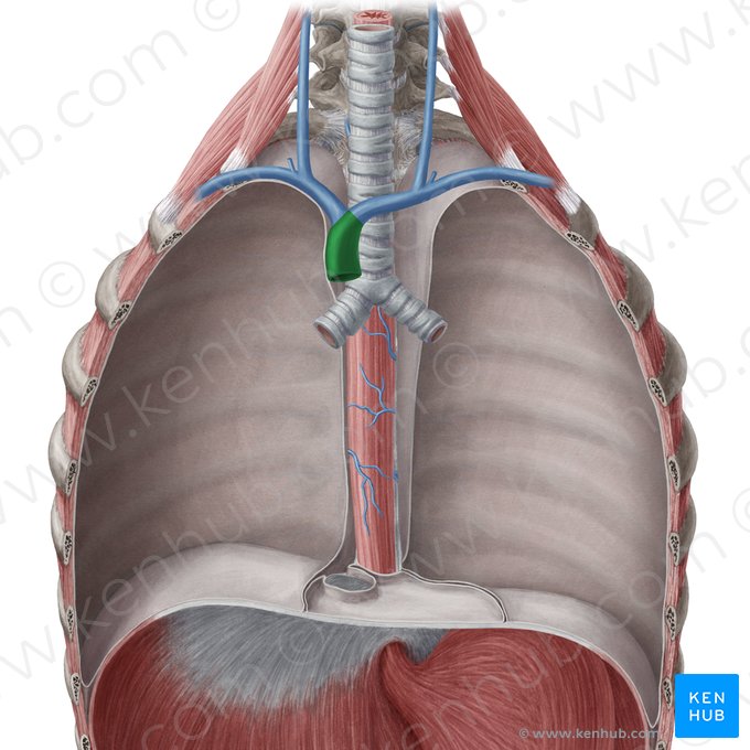 Veia cava superior (Vena cava superior); Imagem: Yousun Koh