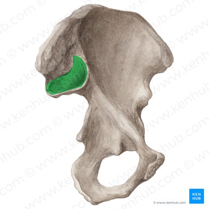Superfície auricular do ílio (Facies auricularis ossis ilii); Imagem: Liene Znotina