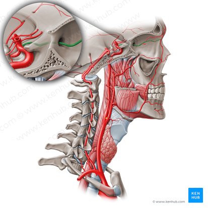 Ophthalmic artery (Arteria ophthalmica); Image: Paul Kim