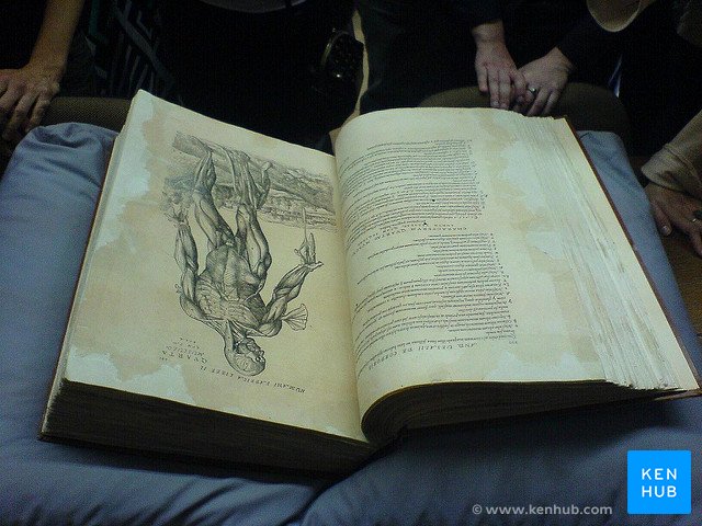 History of anatomicial terminology