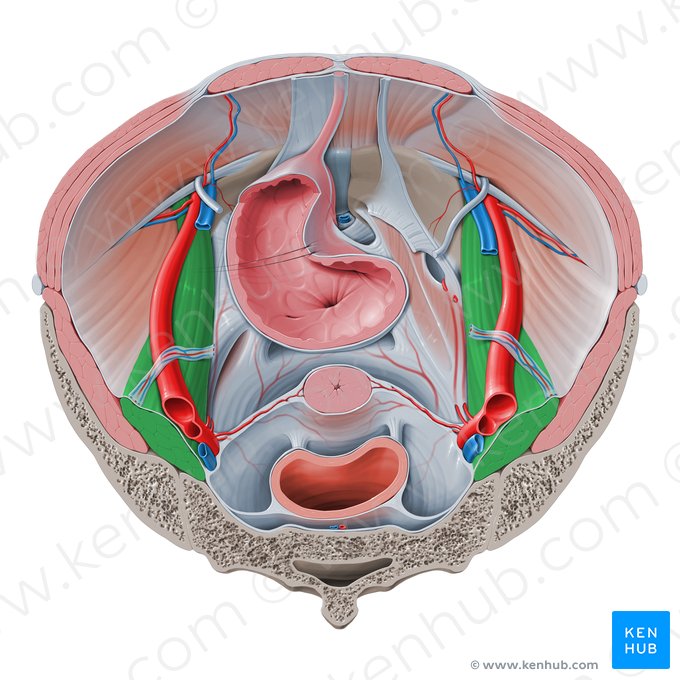 Músculo psoas mayor (Musculus psoas major); Imagen: Paul Kim