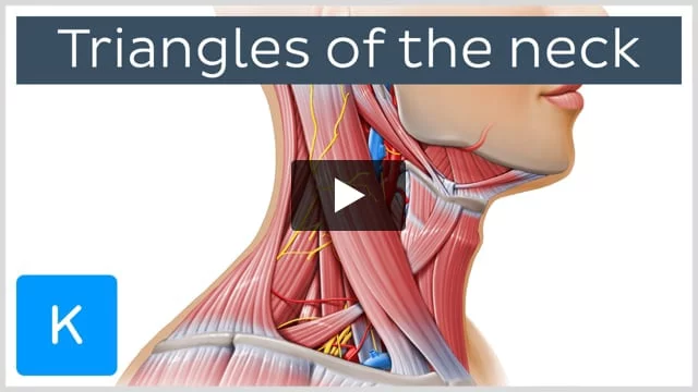 Triangles of the neck: Anatomy, borders and contents