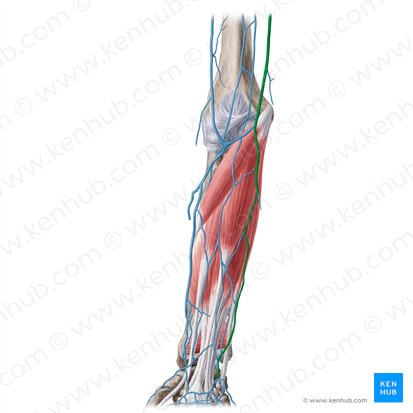 Basilic vein (Vena basilica); Image: Yousun Koh