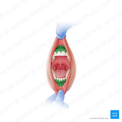 Vestíbulo bucal (Vestibulum oris); Imagen: Paul Kim