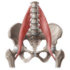 Psoas major
