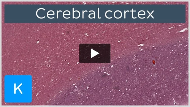 Cerebral cortex cytoarchitecture and layers | Kenhub