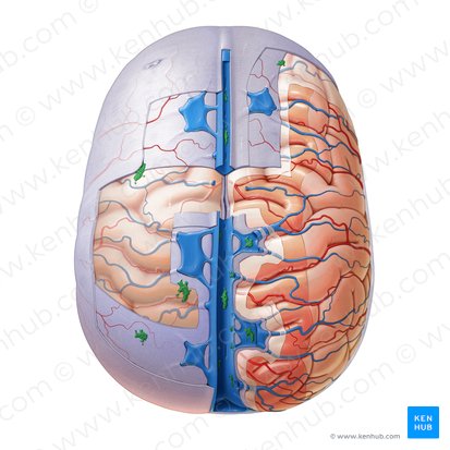 Granulações aracnóideas (Granulationes arachnoideae); Imagem: Paul Kim