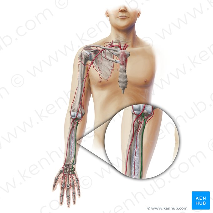 Arteria ulnar (Arteria ulnaris); Imagen: Paul Kim